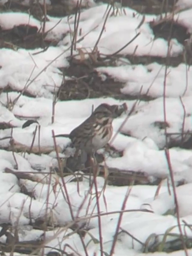 Song Sparrow photographed in Indiana