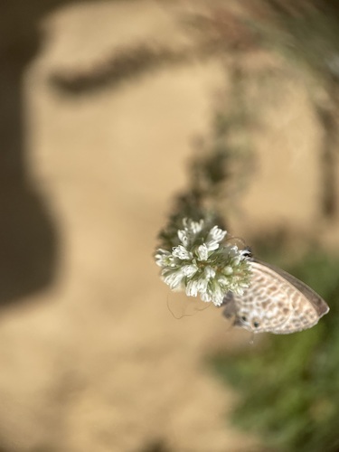 Lang's Short-tailed Blue