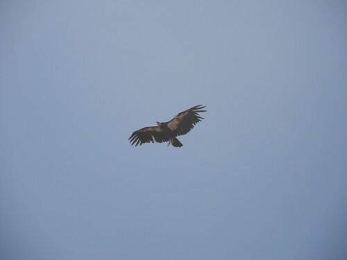 iNaturalist observation 2010-08-23