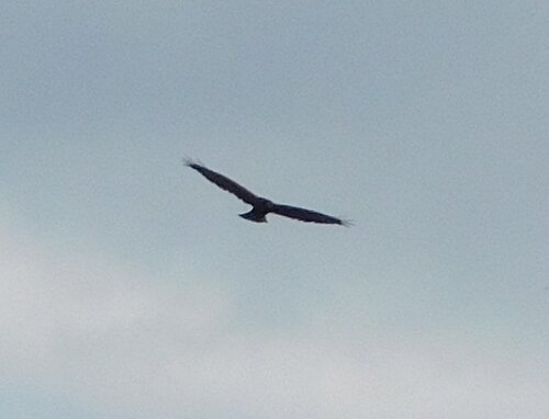 Avistamiento Aguilucho lagunero occidental