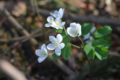 Isopyrum thalictroides