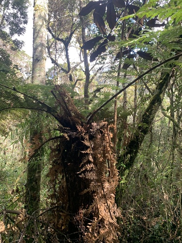 Dicksonia karsteniana, 2025-11-18