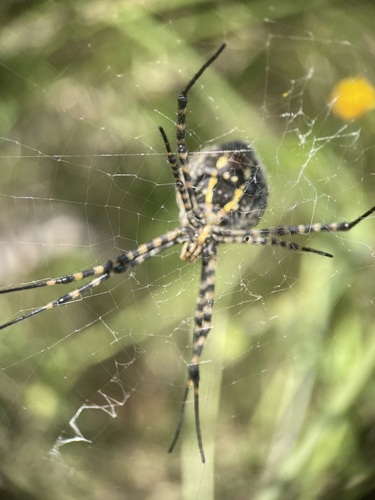 Banded Garden Spider