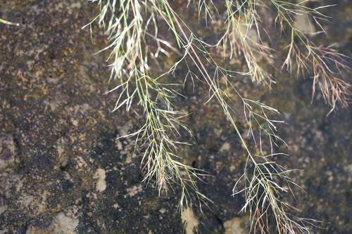 Aristida cumingiana observed 2011-05-30