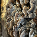 bracket fungi from Bryan's Field Trail, Newark, DE, US on December 04, 2025 at 02:33 PM by Meghan Cassidy