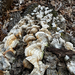 bracket fungi from Bryan's Field Trail, Newark, DE, US on December 04, 2025 at 02:31 PM by Meghan Cassidy