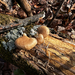Oyster Mushroom from Bryan's Field Trail, Newark, DE, US on December 04, 2025 at 02:10 PM by Meghan Cassidy