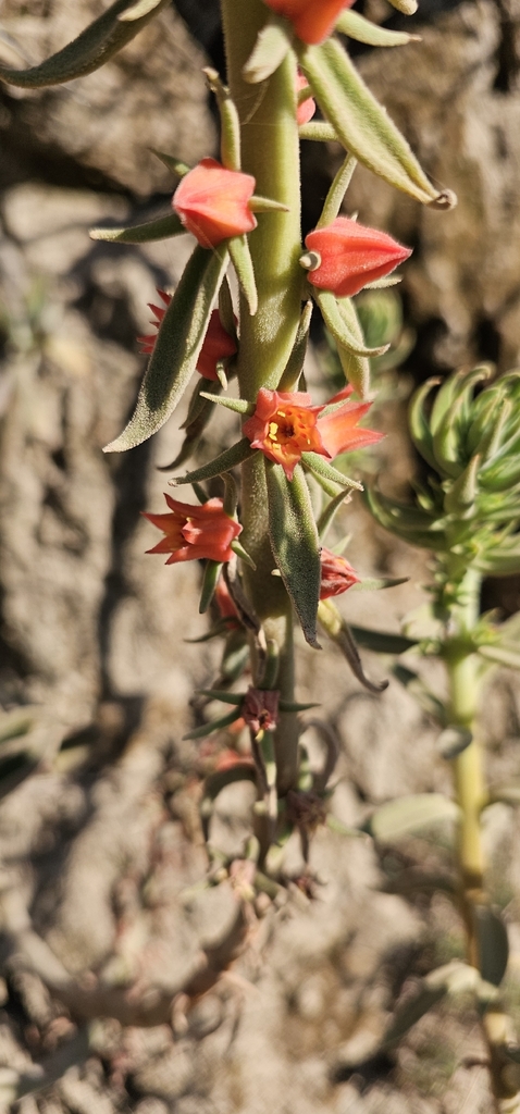 Echeveria coccinea (Cav.) DC.