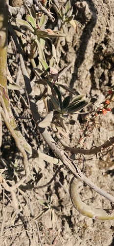 Echeveria coccinea