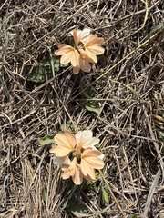 Crossandra subacaulis