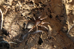 Haplodrassus