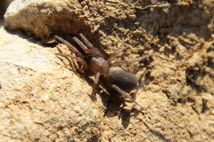 Haplodrassus