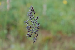 Calamagrostis stricta
