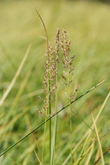 Calamagrostis stricta
