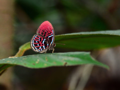 Paralaxita orphna