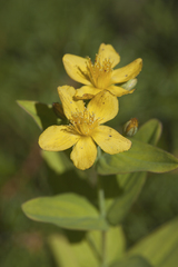 Hypericum erectum