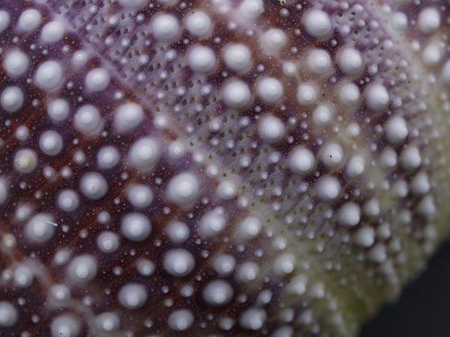 Photo of European edible sea urchin (Echinus esculentus)