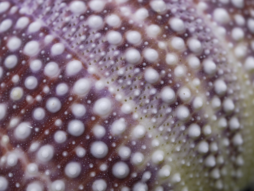 Photo of European edible sea urchin (Echinus esculentus)