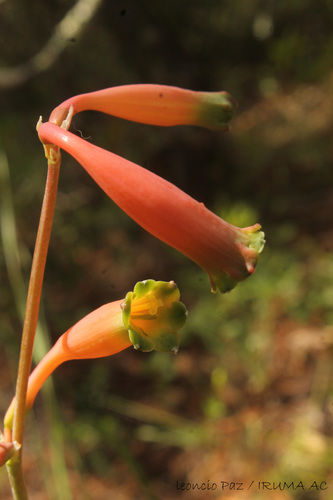 Polianthes bicolor