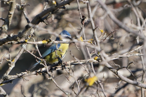 Avistamiento Cyanistes caeruleus