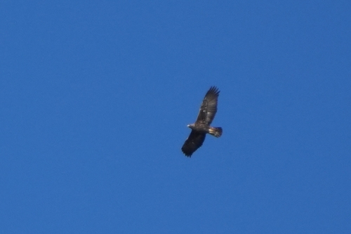 Avistamiento Águila real (Sierra Nevada)