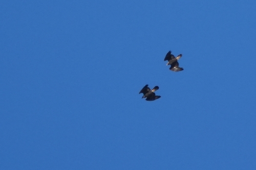 Avistamiento Águila real (Sierra Nevada)