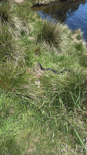 Highlands Copperhead sighting