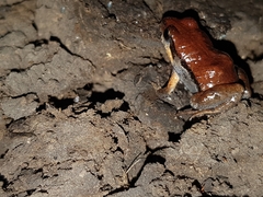 Crinia parinsignifera