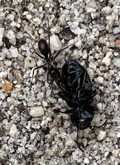 Iridomyrmex turbineus