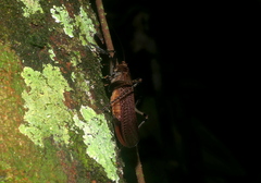 Eschatoceras