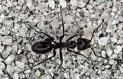 Iridomyrmex turbineus