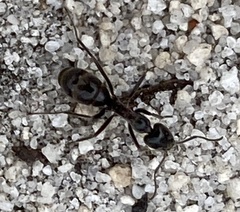 Iridomyrmex turbineus