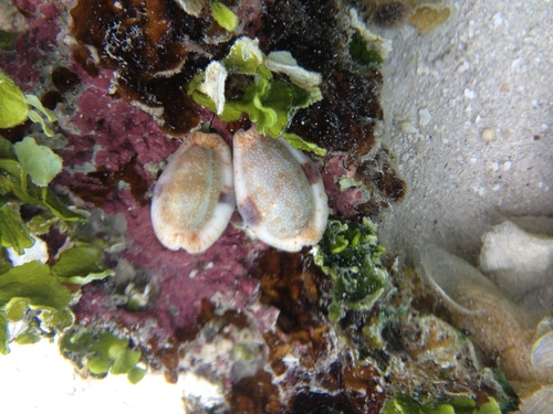 Eroded Cowry