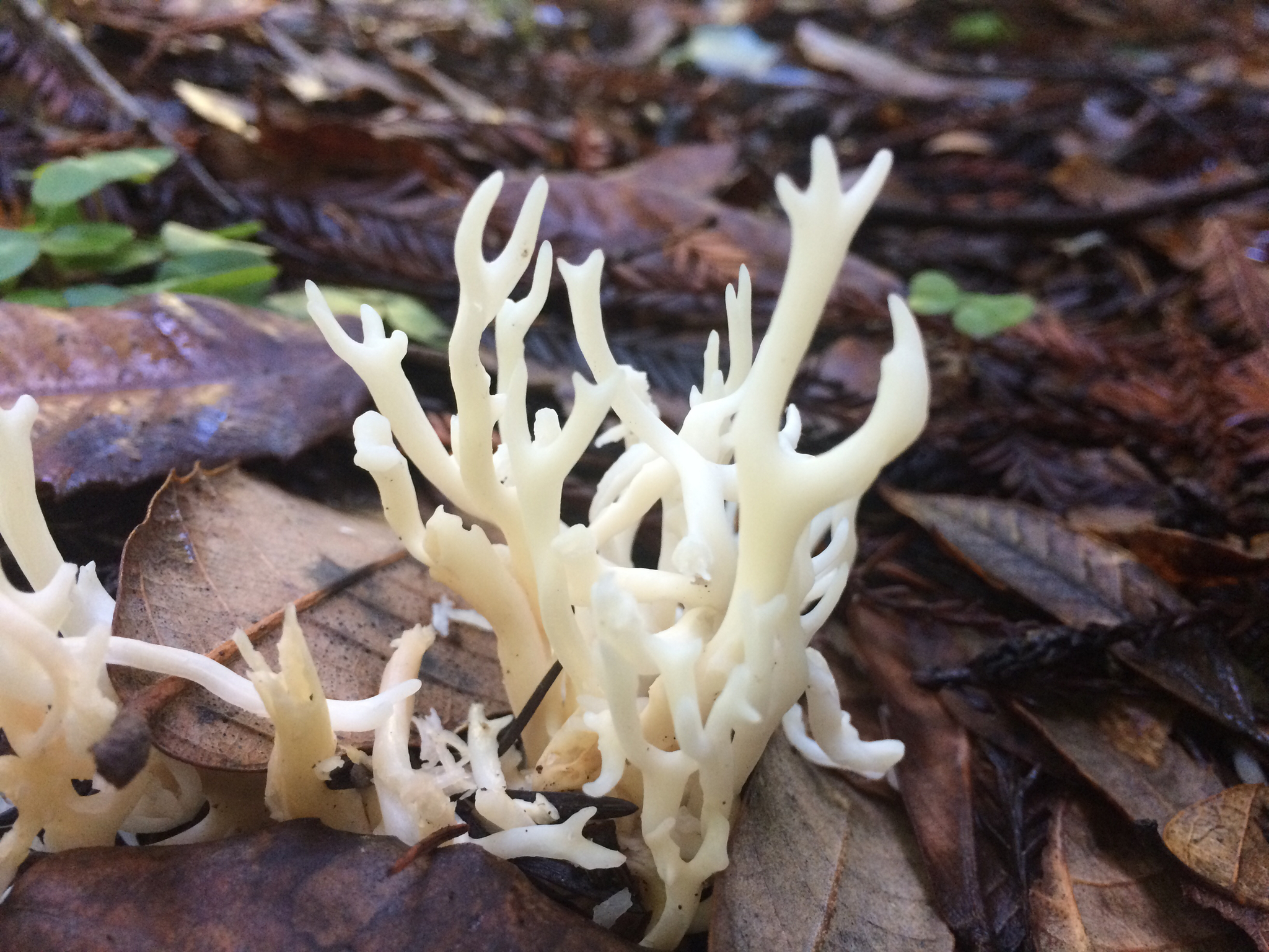 Ramariopsis kunzei image