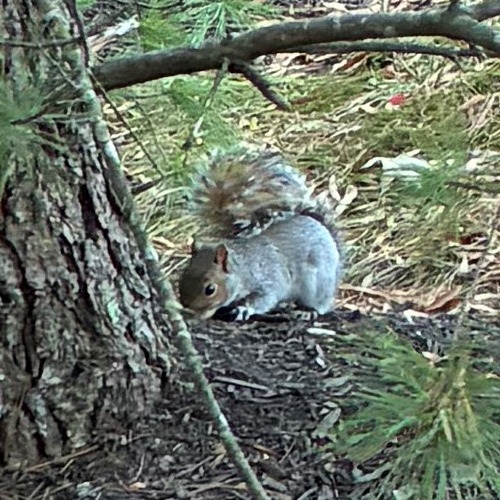 Eastern Gray Squirrel
