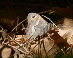 Hipparchia cypriensis