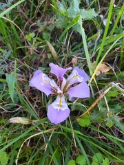 Iris unguicularis