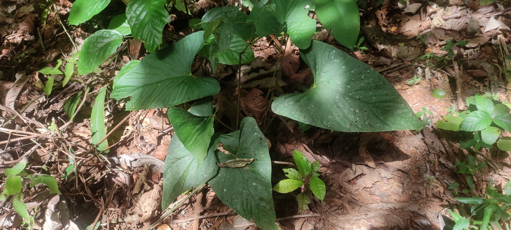 Anthurium sagittatum; photograph (c) fmunoz, some rights reserved (CC BY)