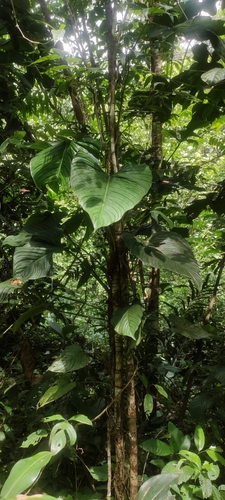 Philodendron (Philodendron ornatum)