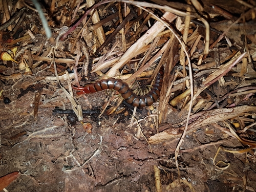 Photo of Orange-footed Centipede (Cormocephalus aurantiipes)