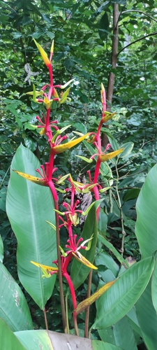 Heliconia richardiana (Heliconia richardiana)