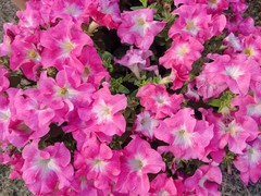 Petunia × atkinsiana