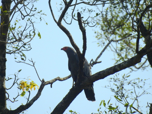West African Harrier-Hawk