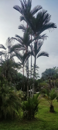 Cyrtostachys renda