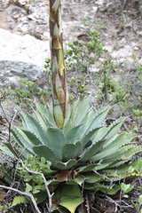 Agave nuusaviorum