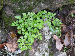 Anthriscus lamprocarpus