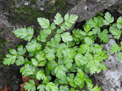 Anthriscus lamprocarpus