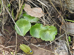 Umbilicus intermedius