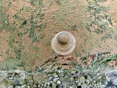 Liardetia