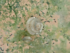 Liardetia